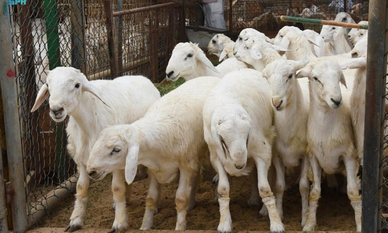 وقاء مكة يرفع جاهزيته لضمان جودة الأضاحي في موسم الحج