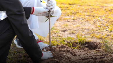 مبادرة السلامة المرورية في الأحساء بمشاركة 250 طالبًا