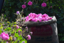 ملتقى ورد الطائف: نجاح كبير وإقبال تاريخي للزوار والمشاركين