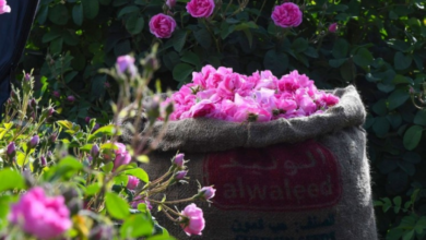 ملتقى ورد الطائف: نجاح كبير وإقبال تاريخي للزوار والمشاركين