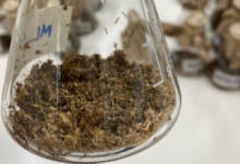 كاوست تكتشف إنزيمات لتحليل البلاستيك في بيئات مالحة