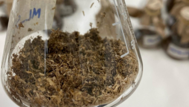 كاوست تكتشف إنزيمات لتحليل البلاستيك في بيئات مالحة