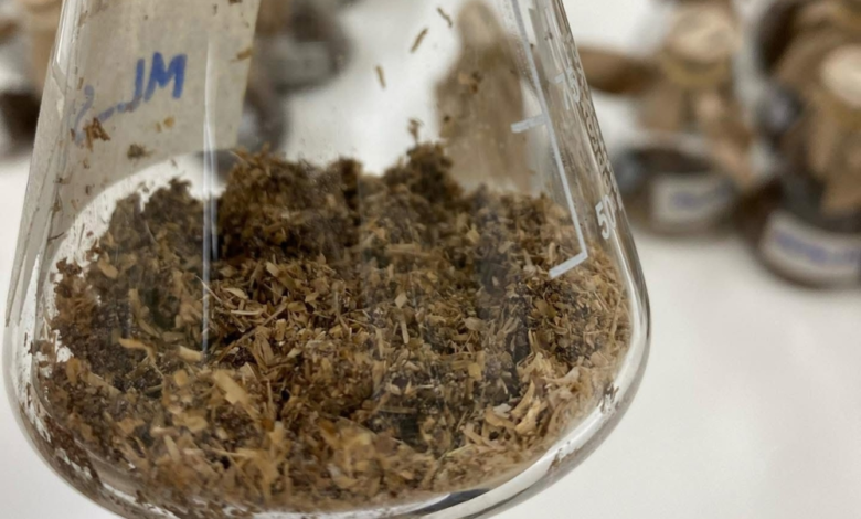 كاوست تكتشف إنزيمات لتحليل البلاستيك في بيئات مالحة