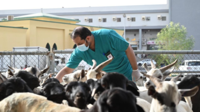 خطة وزارة البيئة لموسم الحج 1445: 8 مشاريع لخدمة الحجاج