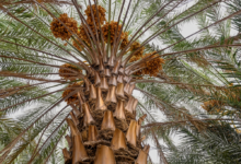 صادرات التمور السعودية لجنوب إفريقيا تقفز بنسبة 48%