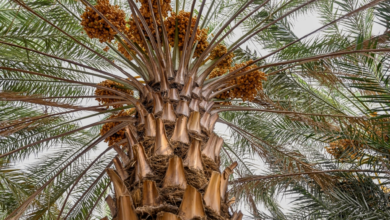 صادرات التمور السعودية لجنوب إفريقيا تقفز بنسبة 48%