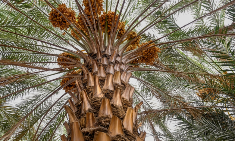 صادرات التمور السعودية لجنوب إفريقيا تقفز بنسبة 48%