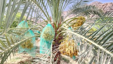 نمو صادرات التمور السعودية لهولندا يعزز مكانتها عالمياً
