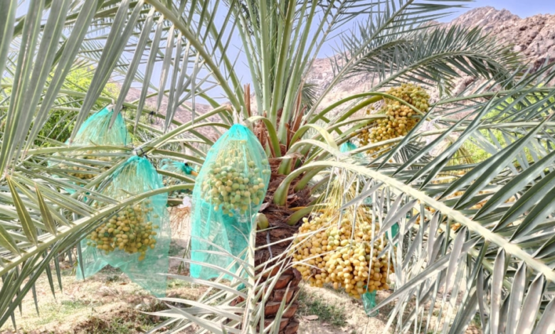 نمو صادرات التمور السعودية لهولندا يعزز مكانتها عالمياً