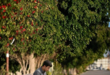 تدشين مكتب التشجير في نجران لدعم مبادرة السعودية الخضراء