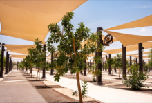 زراعة 60 ألف شجرة في المشاعر المقدسة لدعم الاستدامة البيئية