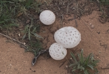 تحذير من فطر بري سام في السعودية بعد الأمطار | صحة و جمال