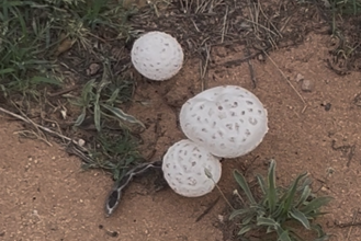 تحذير من فطر بري سام في السعودية بعد الأمطار | صحة و جمال