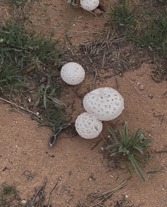 تحذير من فطر بري سام في السعودية بعد الأمطار | صحة و جمال