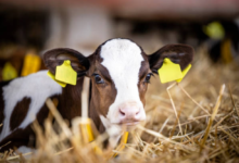 دراسة سعودية-أممية لتعزيز الأمن الغذائي وإنتاجية الثروة الحيوانية