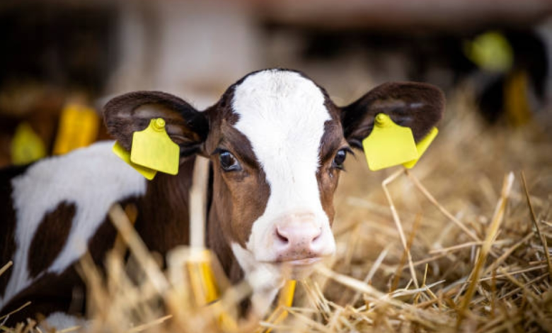 دراسة سعودية-أممية لتعزيز الأمن الغذائي وإنتاجية الثروة الحيوانية