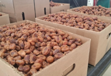 نمو صادرات التمور السعودية للدنمارك 33% في 2025