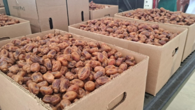 نمو صادرات التمور السعودية للدنمارك 33% في 2025