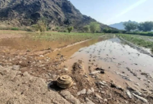 Landmines, hunger, and deprivation: Yemenis are paying the price for the Houthi coup