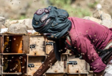 Yemeni honey withstands war and climate change: challenges and resilience