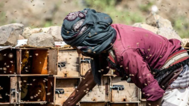 Yemeni honey withstands war and climate change: challenges and resilience