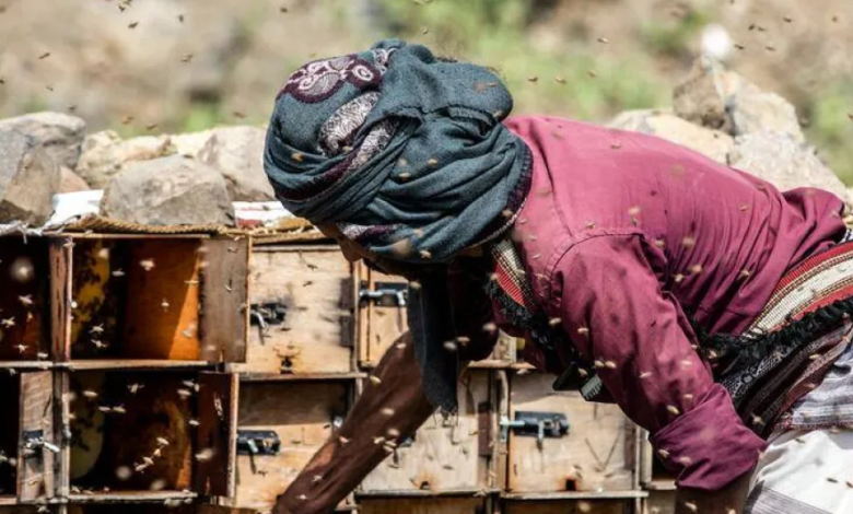 Yemeni honey withstands war and climate change: challenges and resilience