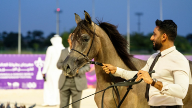 بطولة العالم لخيل الجزيرة 2026 بالرياض | أخبار الفروسية