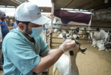 Riyadh's environment raises its readiness: 37 markets and 64 slaughterhouses for Eid al-Adha
