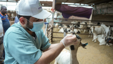 Riyadh's environment raises its readiness: 37 markets and 64 slaughterhouses for Eid al-Adha