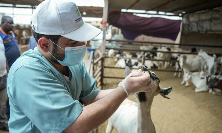 Riyadh's environment raises its readiness: 37 markets and 64 slaughterhouses for Eid al-Adha