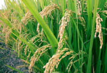 Asian rice prices jump to their highest level since 2008... What are the reasons?