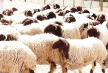 عبور الأغنام السورية للسعودية مباشرة لتعزيز الأمن الغذائي