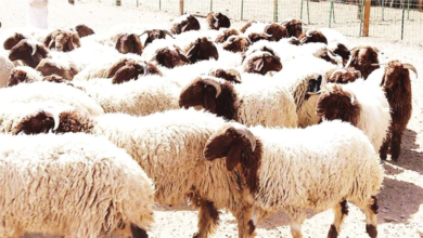 عبور الأغنام السورية للسعودية مباشرة لتعزيز الأمن الغذائي