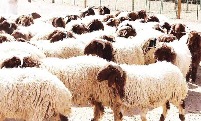 عبور الأغنام السورية للسعودية مباشرة لتعزيز الأمن الغذائي