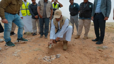 إطلاق 80 ضبًا بمحمية ملكية: جهود سعودية لإحياء البيئة