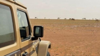 ضبط مخالفة رعي إبل في محمية الإمام عبدالعزيز الملكية