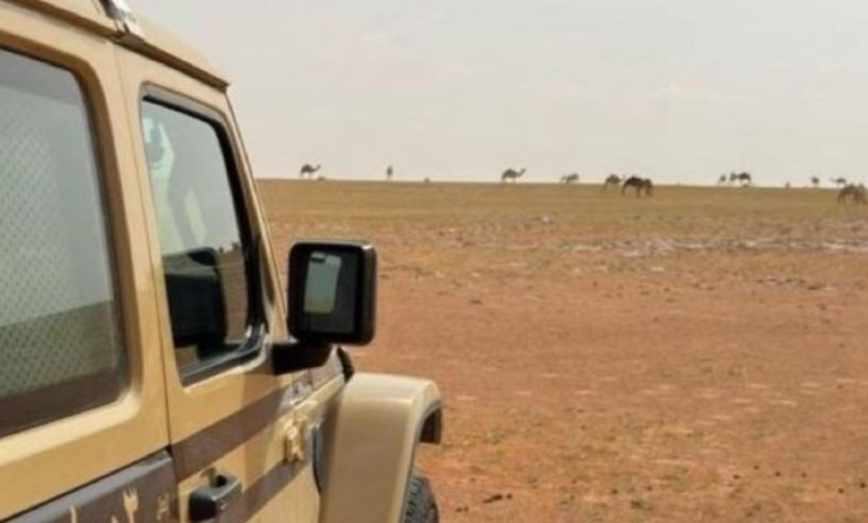 ضبط مخالفة رعي إبل في محمية الإمام عبدالعزيز الملكية