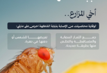 Fruit fly control: Your guide to the safe disposal of infested fruit