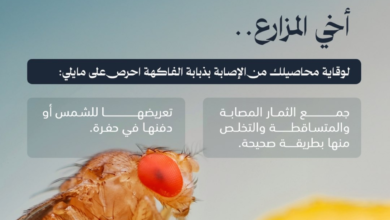 Fruit fly control: Your guide to the safe disposal of infested fruit