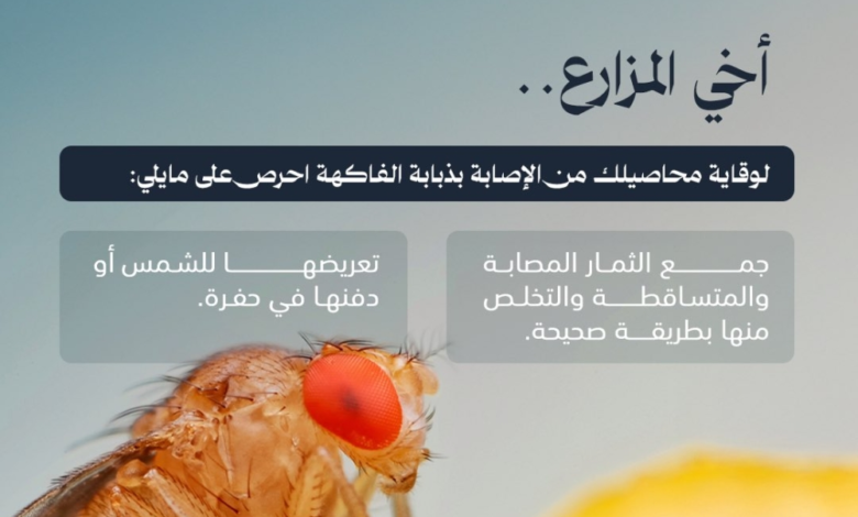 Fruit fly control: Your guide to the safe disposal of infested fruit