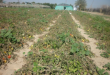 Smart traps: The future of sustainable agriculture in Saudi Arabia