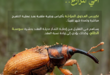 Protection: Bagging the date bunches protects the date crop from the date palm weevil