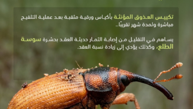 Protection: Bagging the date bunches protects the date crop from the date palm weevil