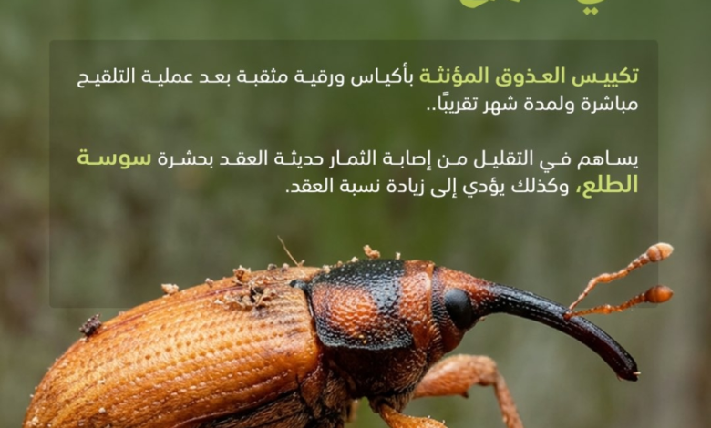 Protection: Bagging the date bunches protects the date crop from the date palm weevil