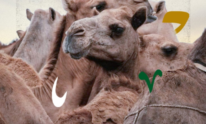 تنظيم سوق الإبل في السعودية: توثيق إلكتروني وغرامات صارمة