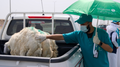 Waqaa secures livestock for Hajj 1445 AH with advanced monitoring technologies
