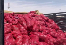 1400 bags of rotten onions destroyed in Al-Ahsa to protect public health