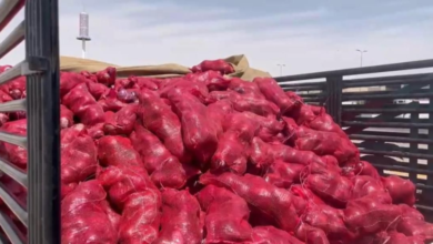 1400 bags of rotten onions destroyed in Al-Ahsa to protect public health
