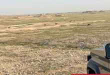 Violation of camel grazing regulations in the King Abdulaziz Royal Reserve