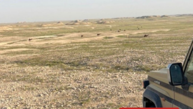 Violation of camel grazing regulations in the King Abdulaziz Royal Reserve